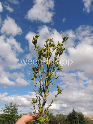 tarweed, cluster